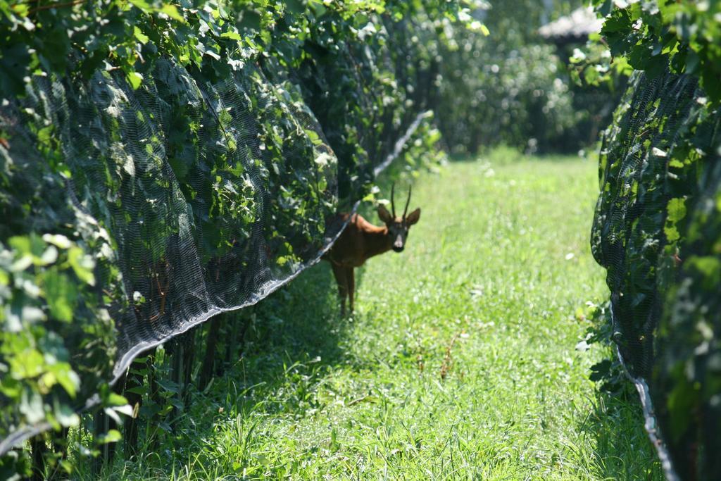 B&B Il Vigneto Melano Zewnętrze zdjęcie
